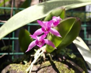 Meiracyllium trinasutum