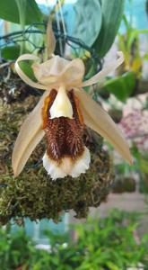 Coelogyne speciosa