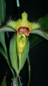 Catasetum osculatum