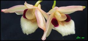 Dendrobium pulchellum