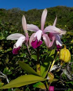 Cattleya intermedia