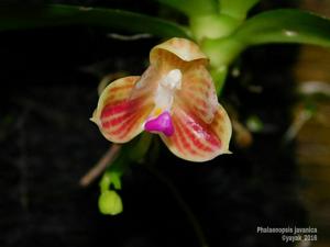 Phalaenopsis javanica