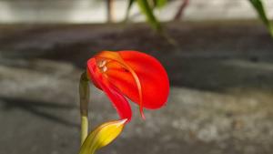 Masdevallia ignea