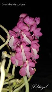 Dyakia hendersoniana