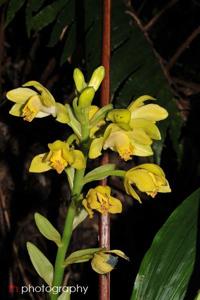 Phaius flavus