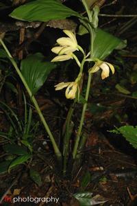 Phaius flavus