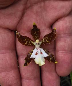 Oncidium maculatum