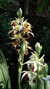 Phaius tankervilleae