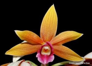 Phaius tankervilleae