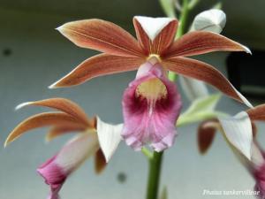 Phaius tankervilleae