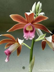 Phaius tankervilleae