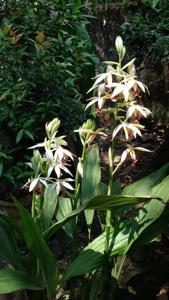 Phaius tankervilleae