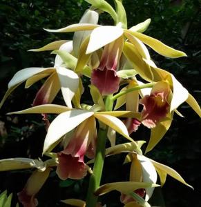 Phaius tankervilleae