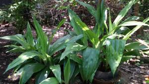 Phaius tankervilleae