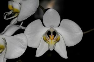 Phalaenopsis amabilis