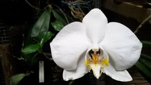 Phalaenopsis amabilis