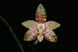 Phalaenopsis amboinensis