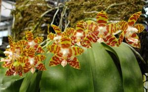 Phalaenopsis amboinensis