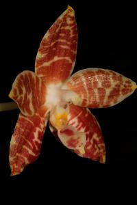 Phalaenopsis amboinensis