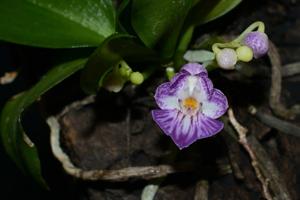 Phalaenopsis appendiculata