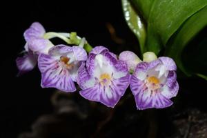 Phalaenopsis appendiculata