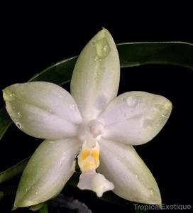 Phalaenopsis bellina