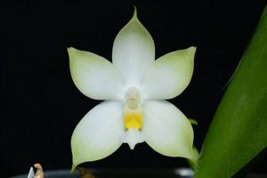 Phalaenopsis bellina