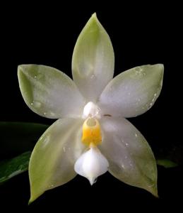 Phalaenopsis bellina