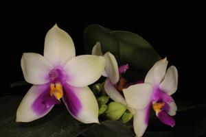 Phalaenopsis bellina