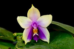 Phalaenopsis bellina