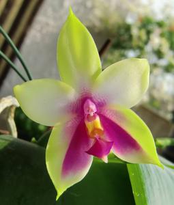 Phalaenopsis bellina