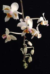 Phalaenopsis celebensis