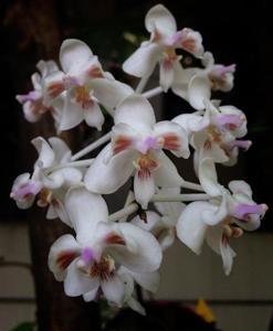 Phalaenopsis celebensis