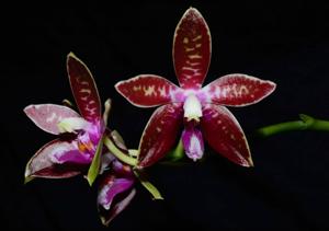 Phalaenopsis corningiana