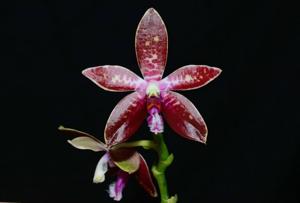 Phalaenopsis corningiana