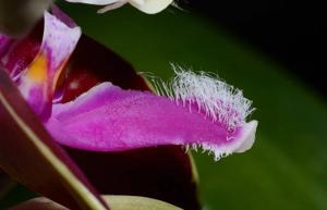 Phalaenopsis corningiana