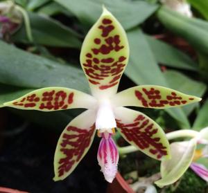 Phalaenopsis corningiana