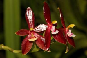 Phalaenopsis cornu-cervi