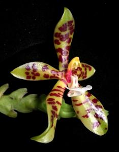 Phalaenopsis cornu-cervi