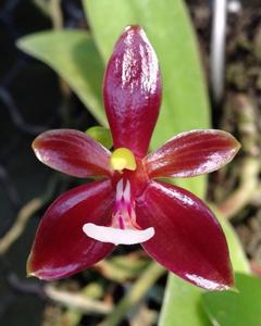 Phalaenopsis cornu-cervi f. chattaladae