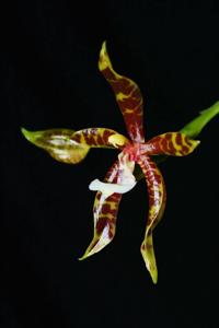 Phalaenopsis pantherina