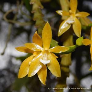 Phalaenopsis cornu-cervi