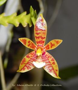 Phalaenopsis cornu-cervi