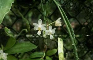 Phalaenopsis deliciosa subsp. deliciosa