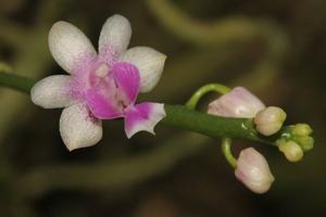 Phalaenopsis deliciosa