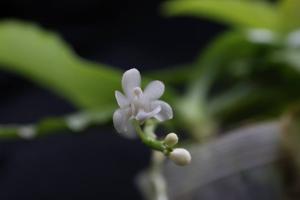 Phalaenopsis deliciosa subsp. deliciosa