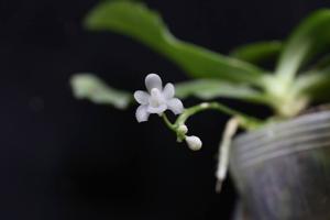 Phalaenopsis deliciosa subsp. deliciosa