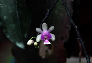 Phalaenopsis deliciosa