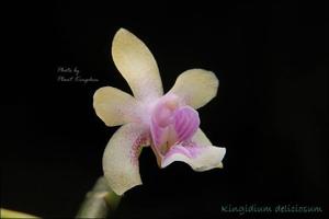 Phalaenopsis deliciosa