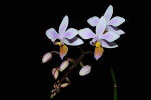 Phalaenopsis equestris